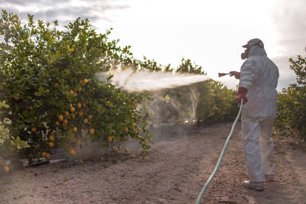 Best Pest Prevention Services  in Stephenville, TX